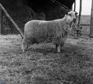 Sheep, Beverley